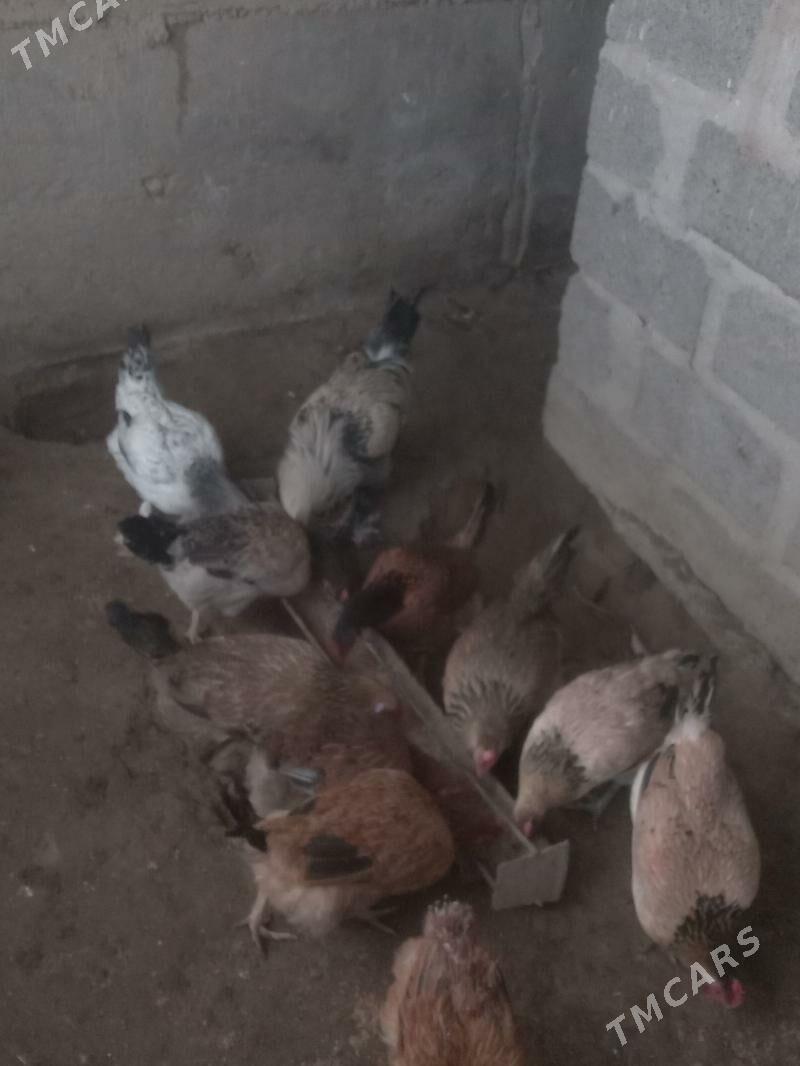 Tawuk - Гумдаг - img 1