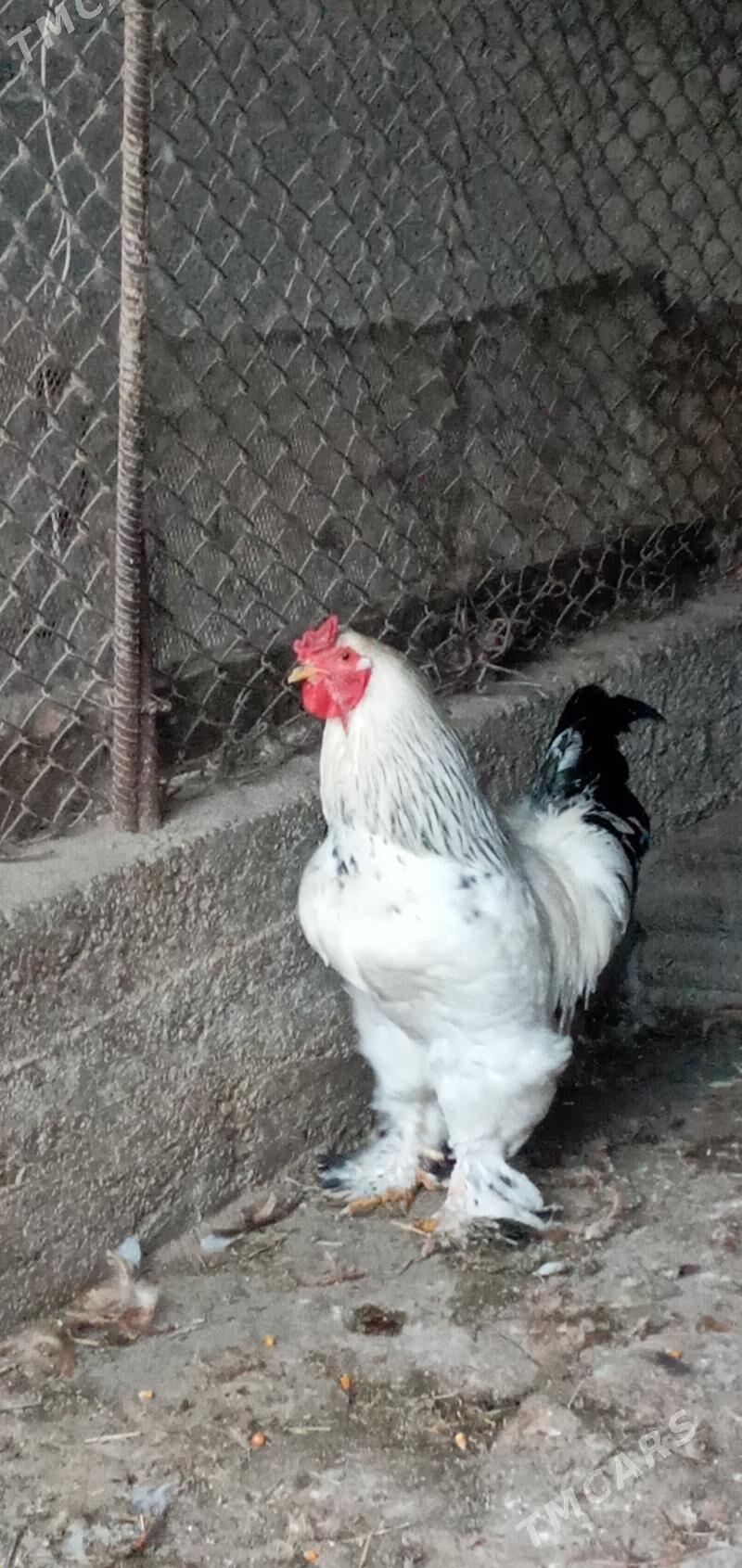 towuk horaz - Кипджак - img 1