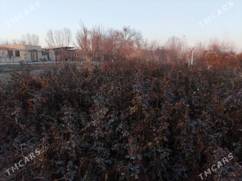 kokli roza gul - Dänew - img 1