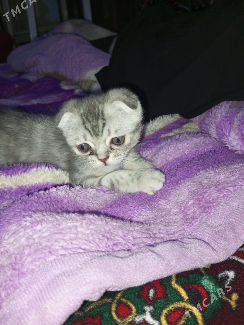 Şotland pişik! (Scottish Fold) - Дашогуз - img 1