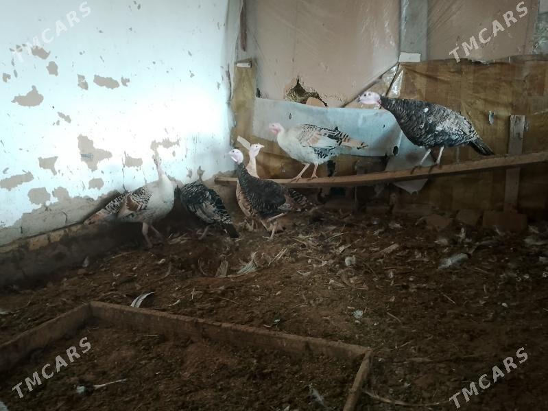 induk - Мургап - img 1