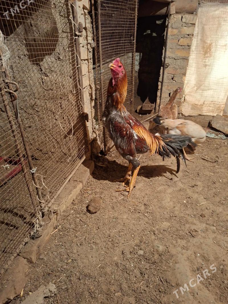 horaz - Чарджоу - img 1