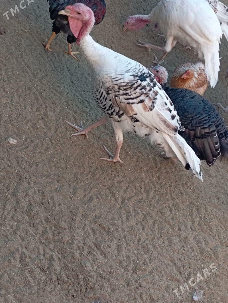 induk - Гумдаг - img 1