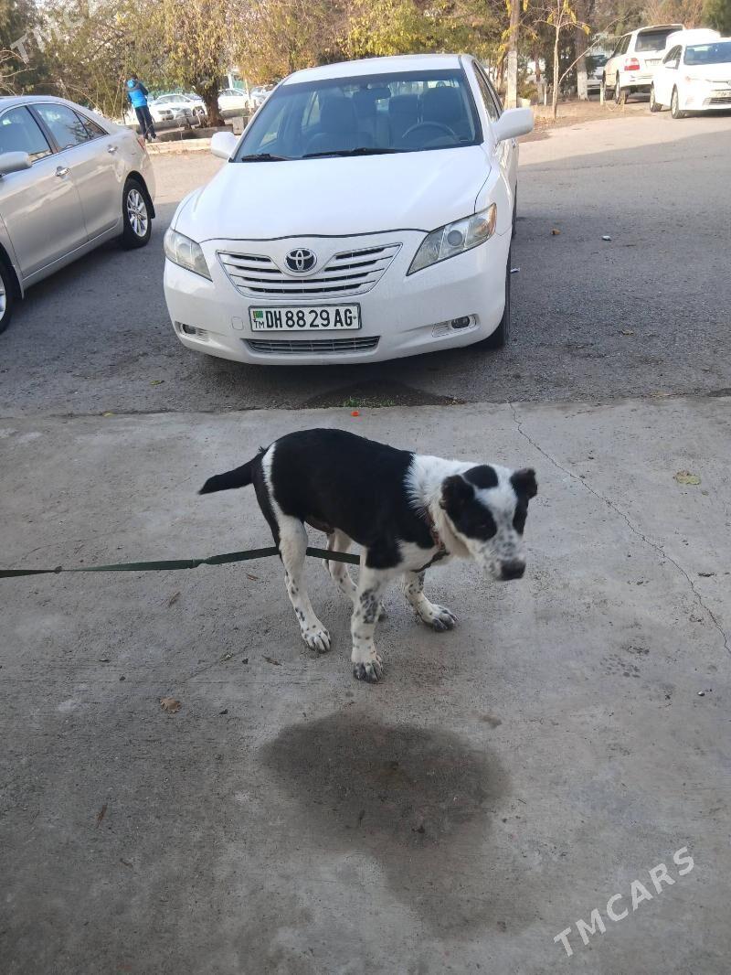 Turkmen it - Aşgabat - img 1