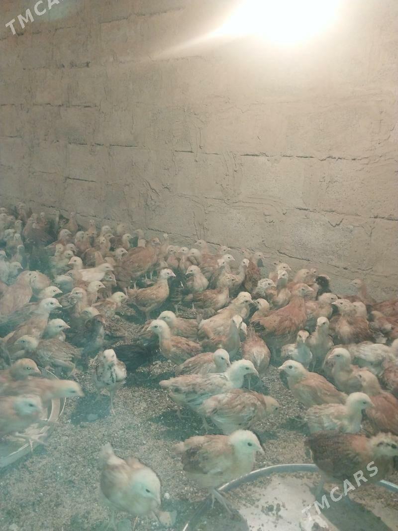 Towuk juje - Кака - img 1