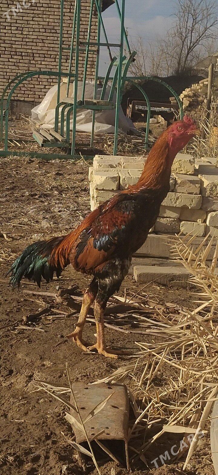 horaz - Бабадайхан - img 1