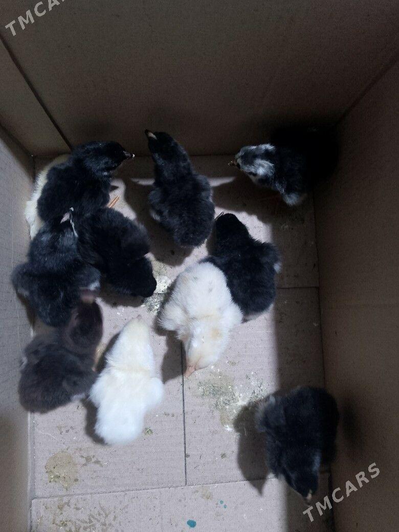 jersi gigant juyje - Багир - img 1