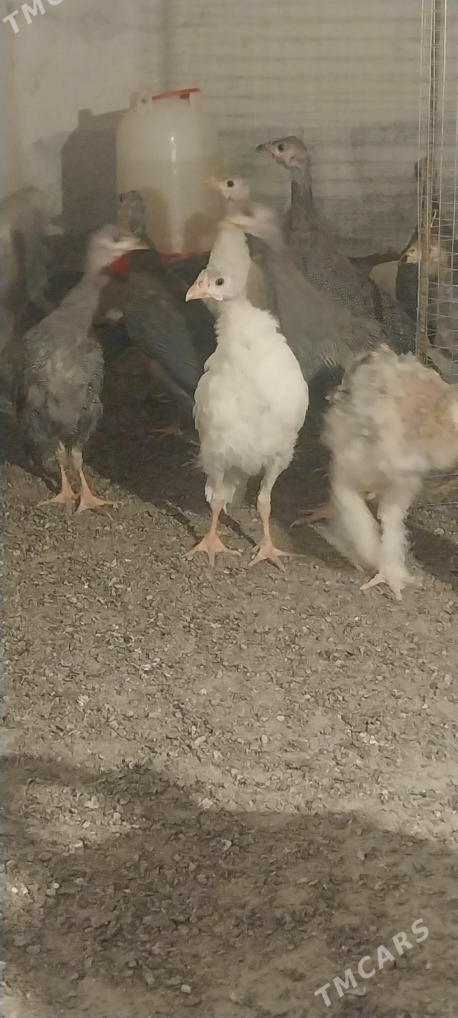 sisarka - Гёкдепе - img 1