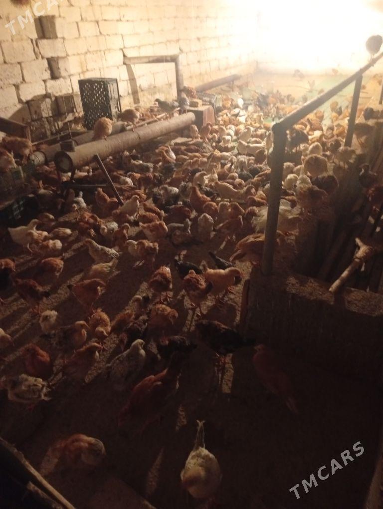 juje - Ашхабад - img 1