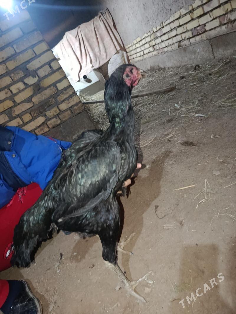 tovuk - Шабатский этрап - img 1