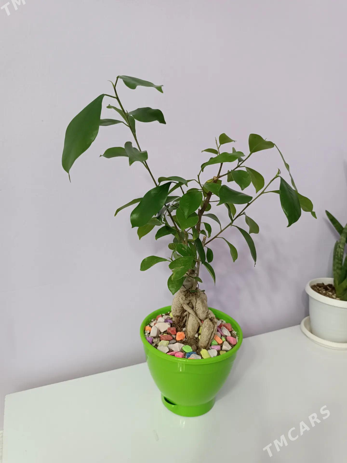 БОНСАЙ - Ашхабад - img 1