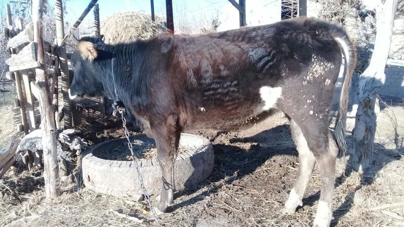 Gulajyn - Mary - img 1