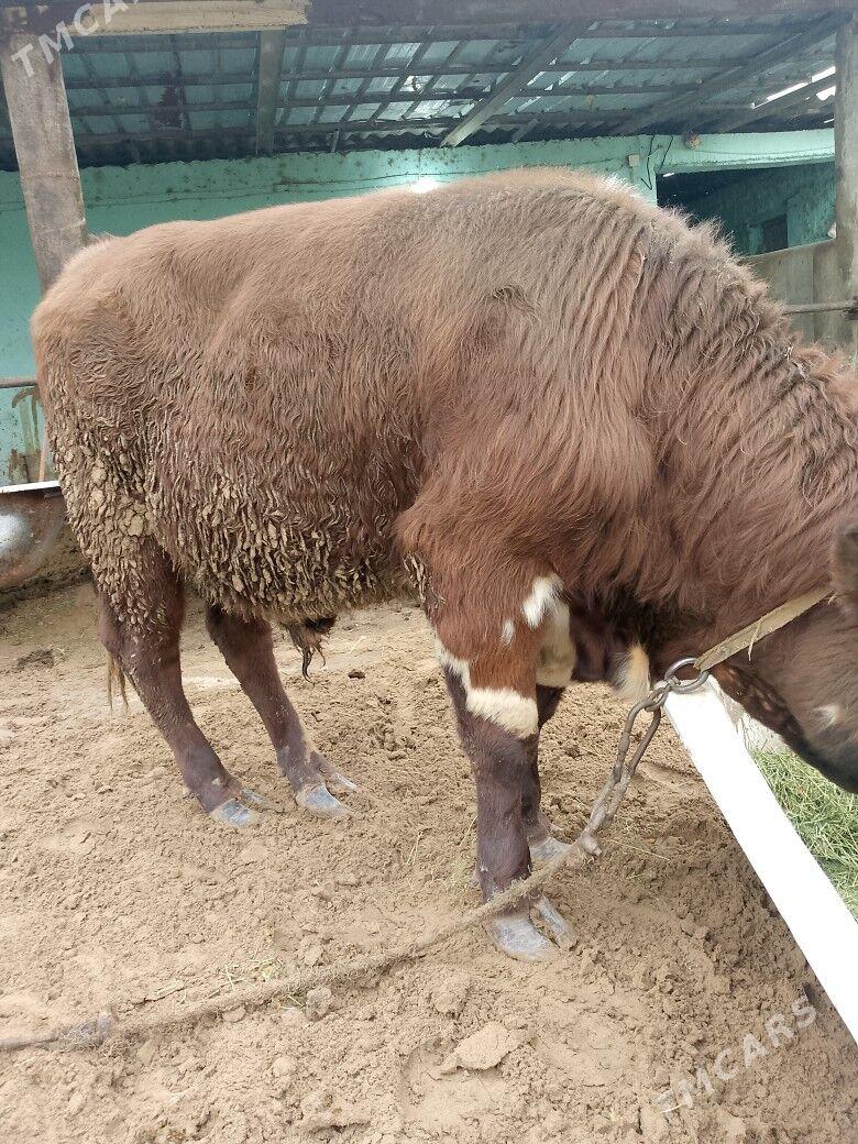 окуз - Herrikgala - img 1