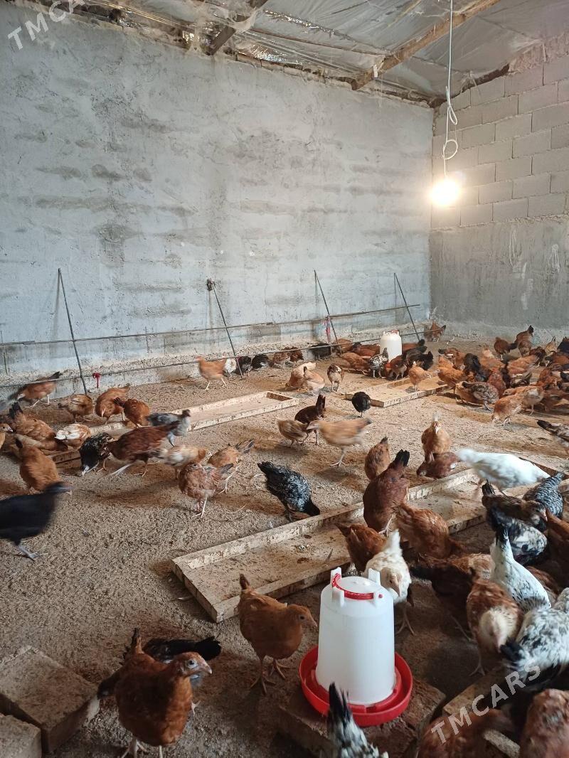 jüje - Гёкдепе - img 1