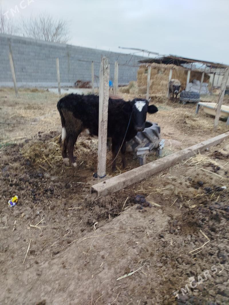 gibrit túwe - Ак-Бугдайский этрап - img 1