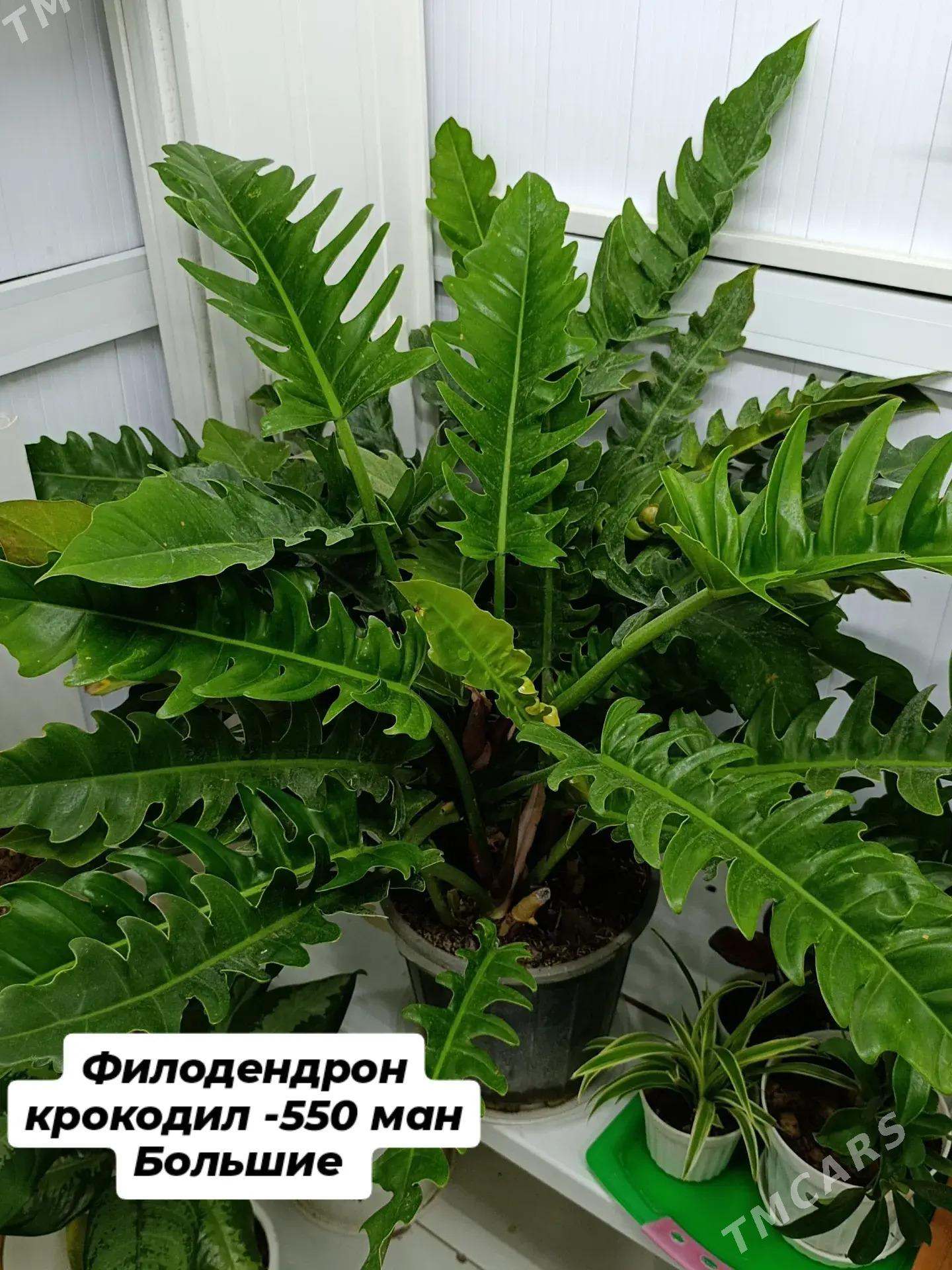 филодендрон - Ашхабад - img 1