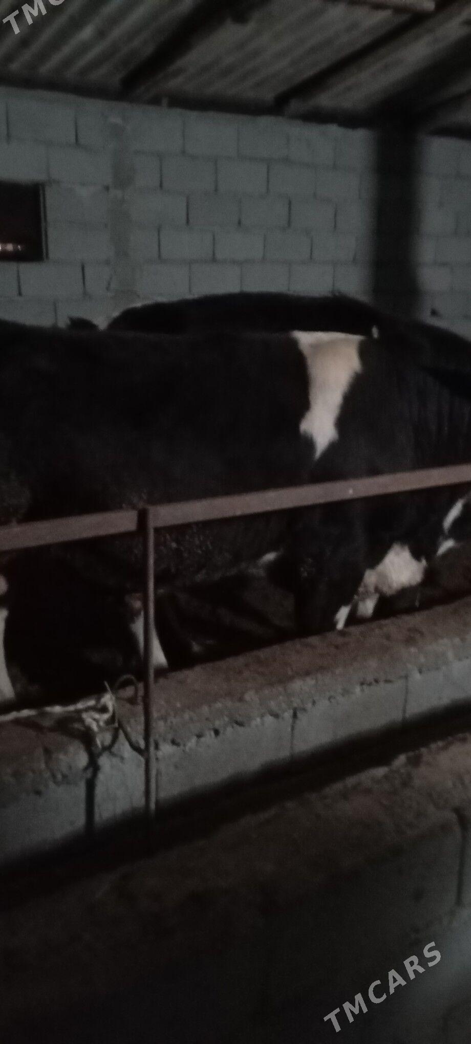 Boğaz tuwe - Гёкдепе - img 1