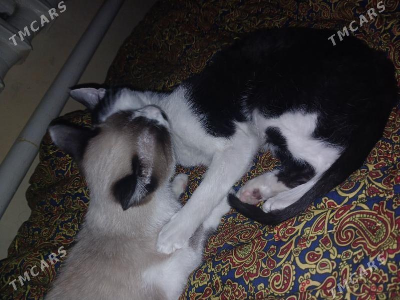 Siyamiski Erkek Pişik - Daşoguz - img 1