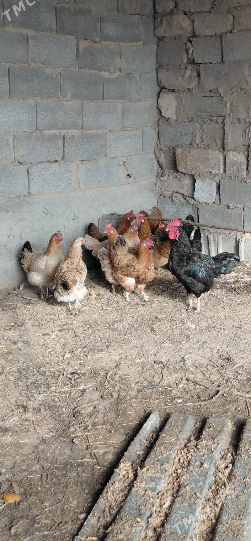 towuklar - Ашхабад - img 1