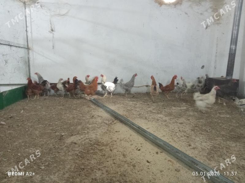 Horaz ýaş horozlar - Бахарден - img 1