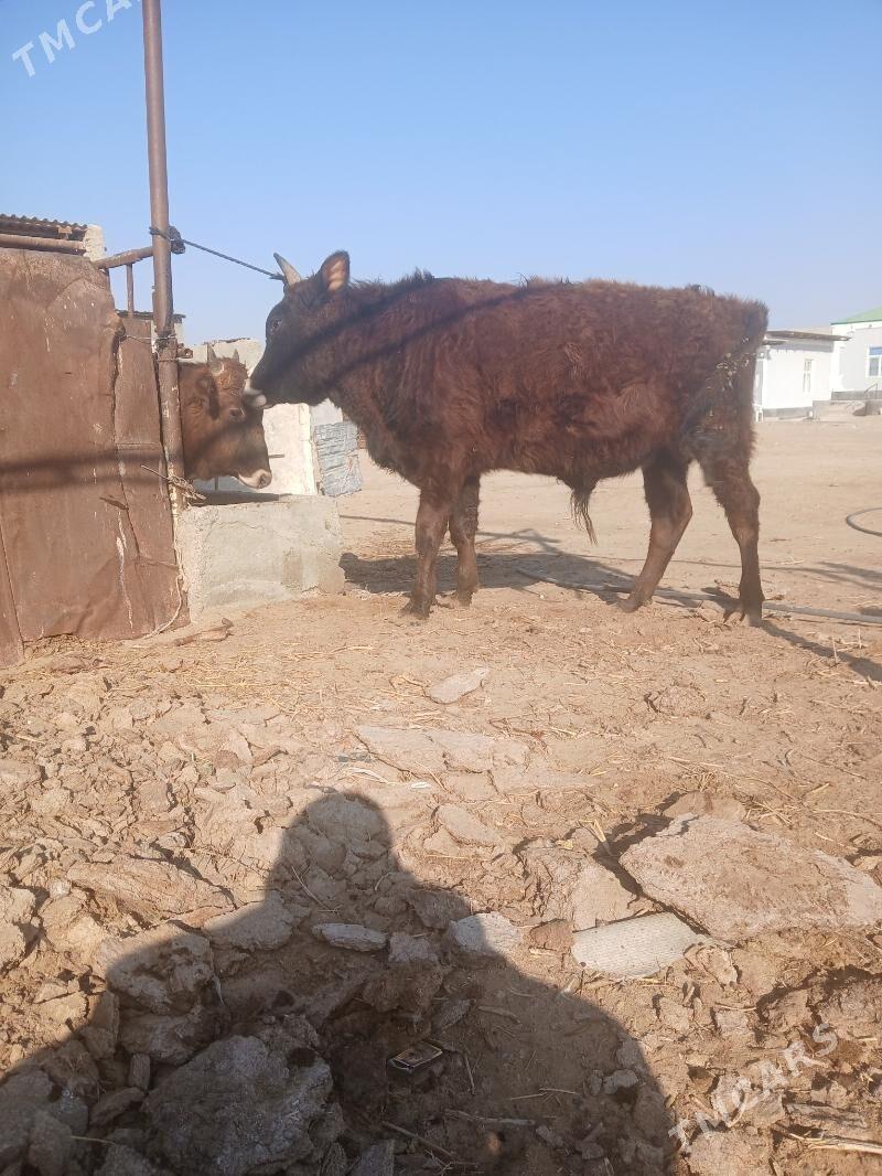 Окиз - Гёкдепе - img 1