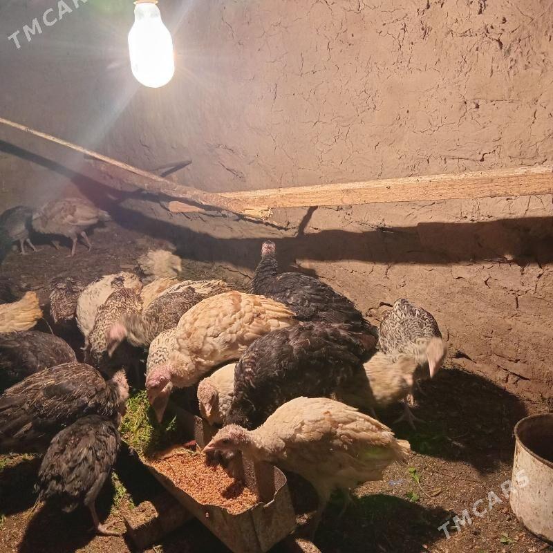 induk juje - Sakarçäge - img 1