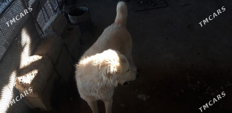 Turkmen Alabayy - Ak bugdaý etraby - img 1