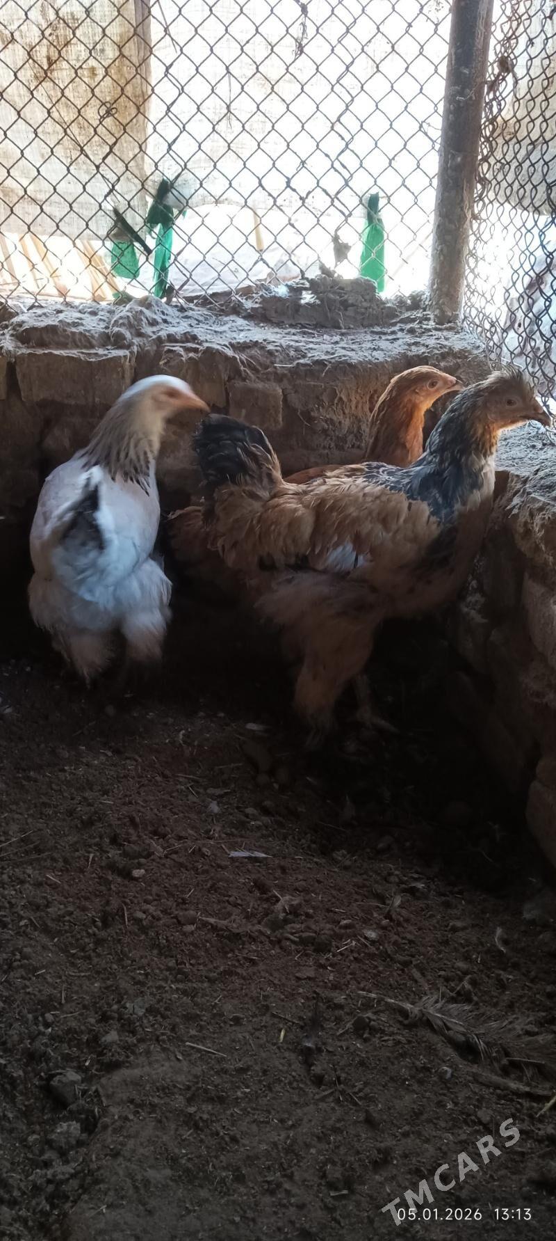 Brama - Векильбазар - img 1