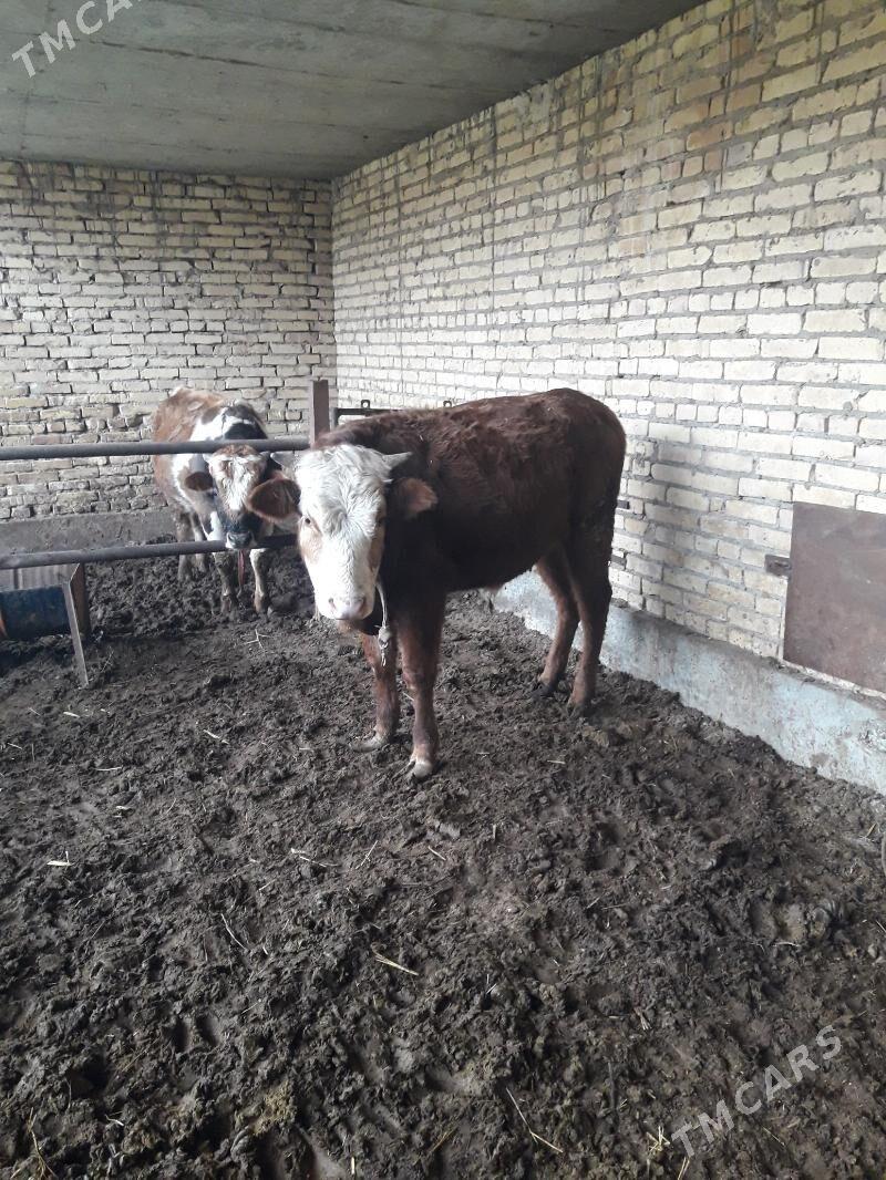 okuzler - Чарджоу - img 1