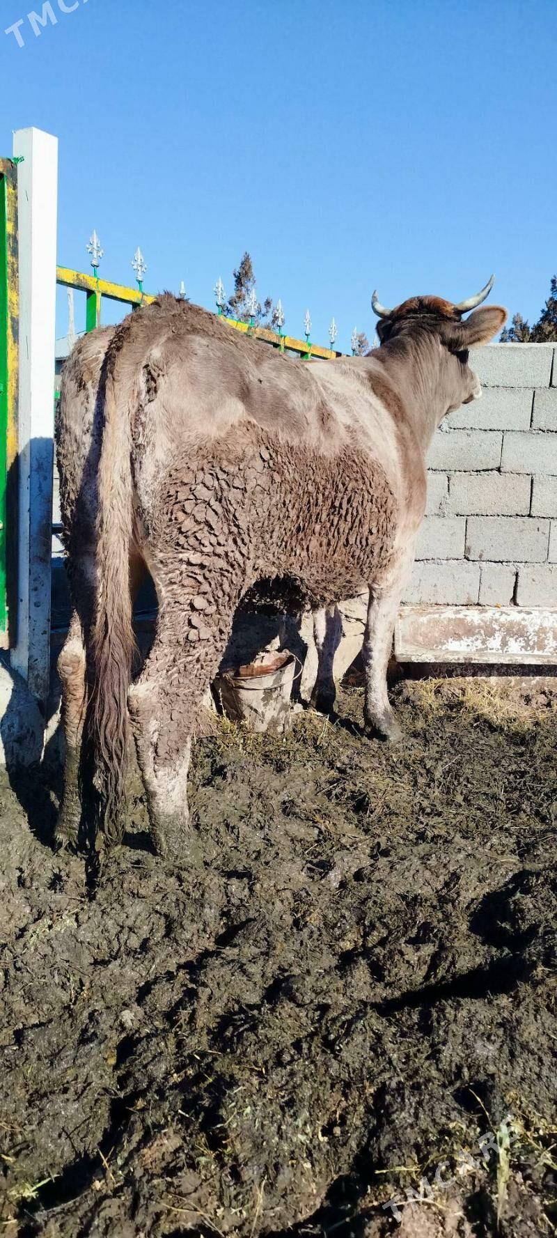 Gysyr 1 yil baklan sygyr - Бахарден - img 1