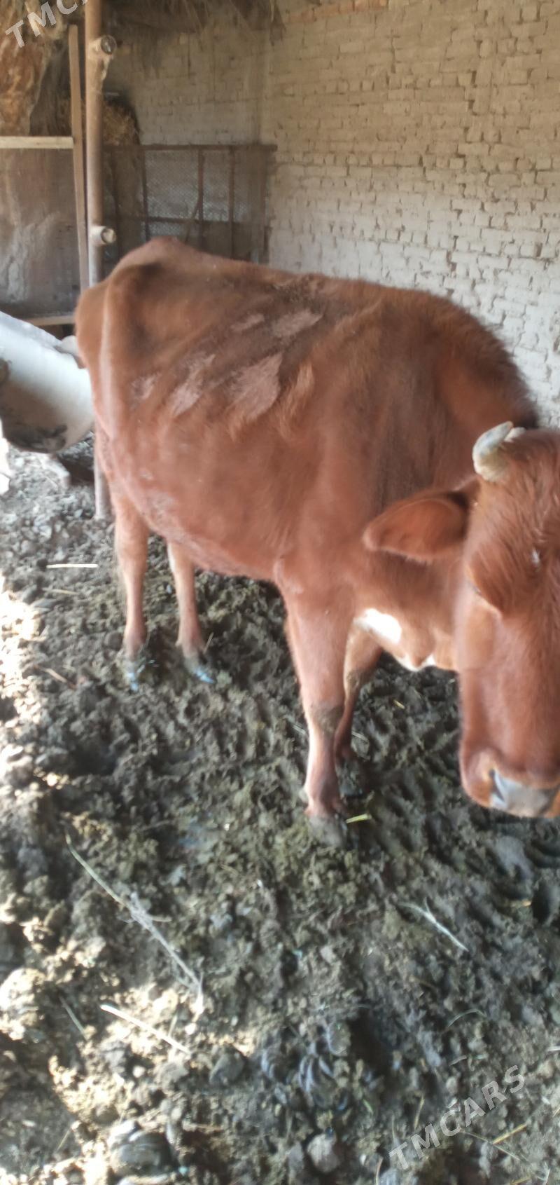 gysyr sygyr - Туркменабат - img 1