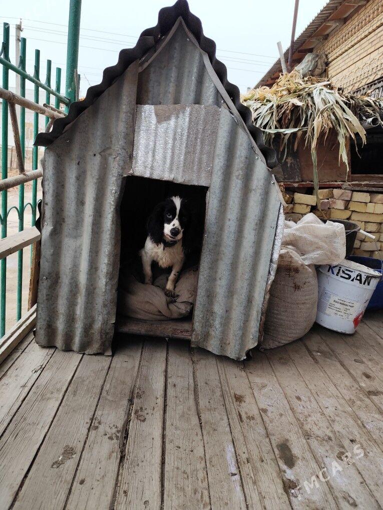 Ahoticni - Daşoguz - img 1