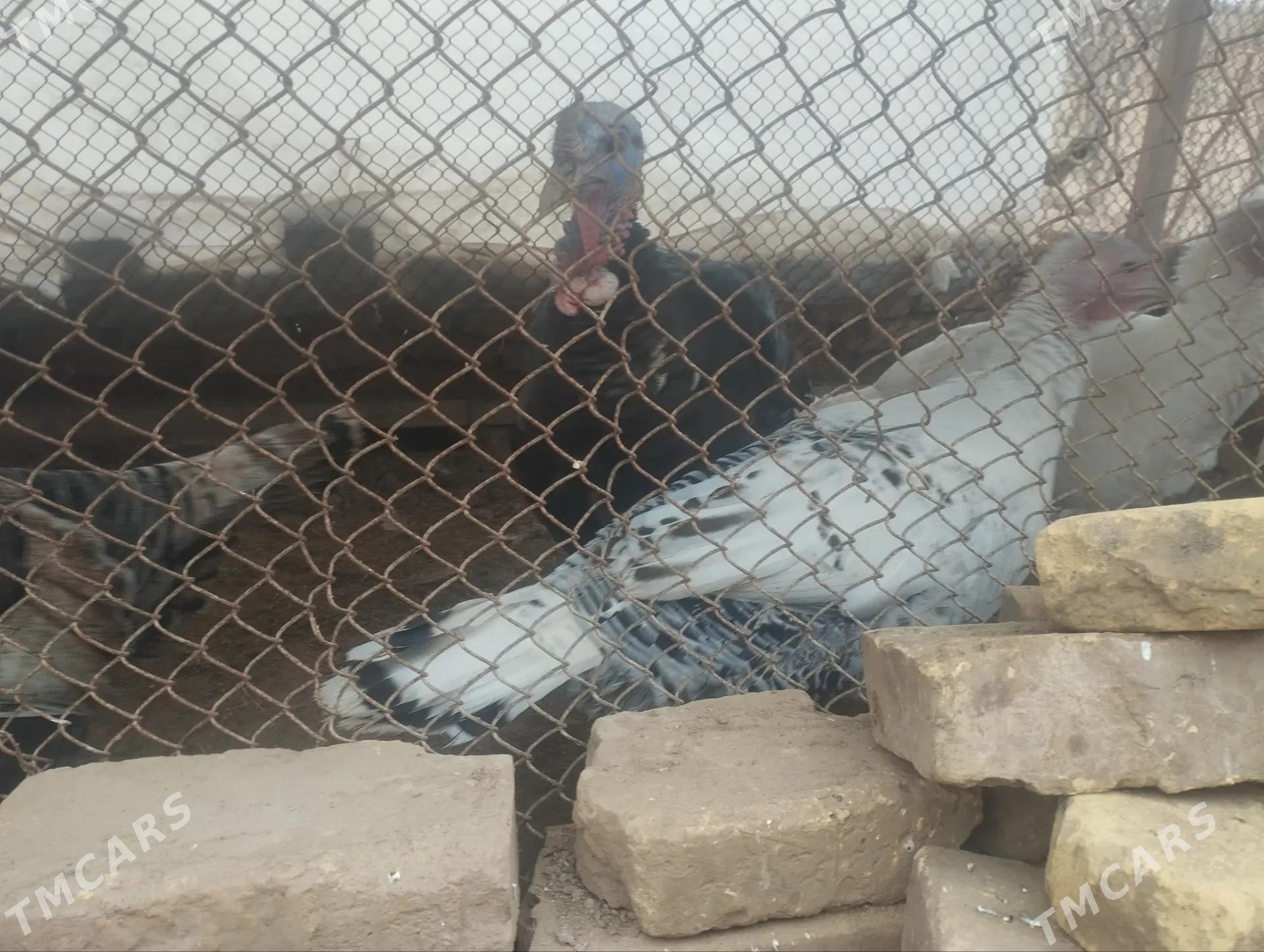 induk - Garabekewül - img 1