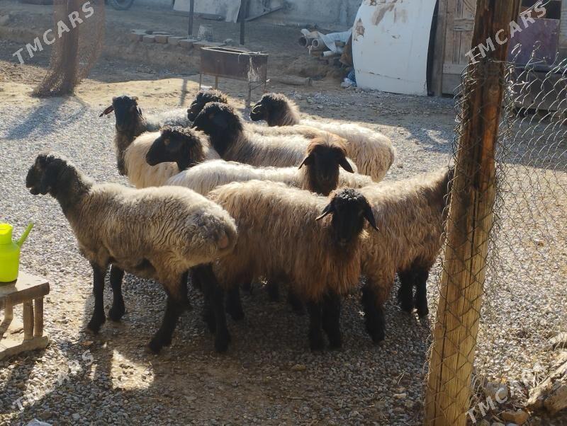 Bakylan tokly işşek - Ашхабад - img 1