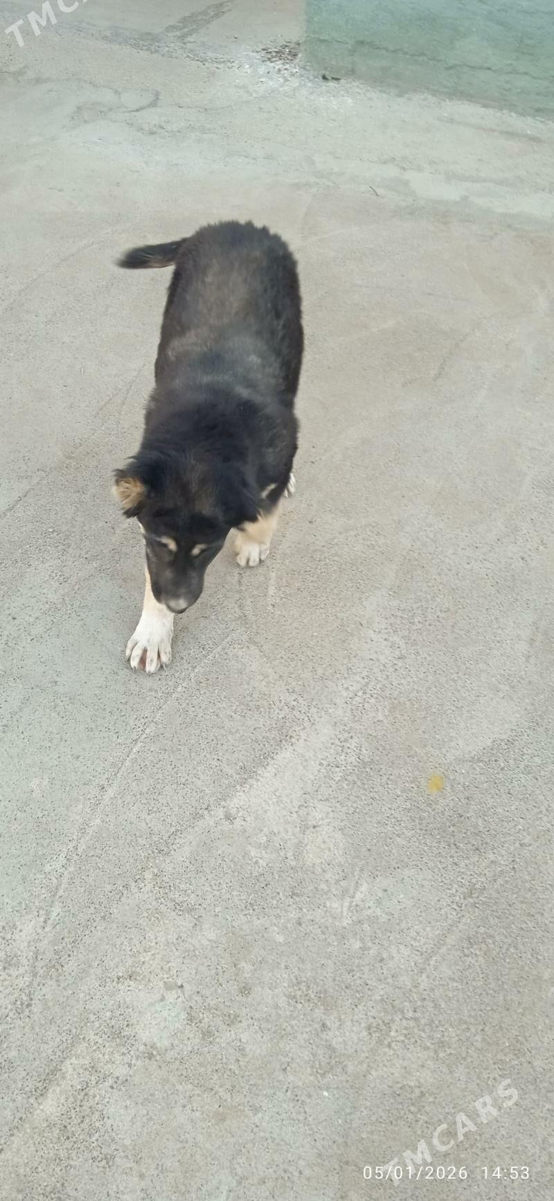 ala baý tohum - Анев - img 1