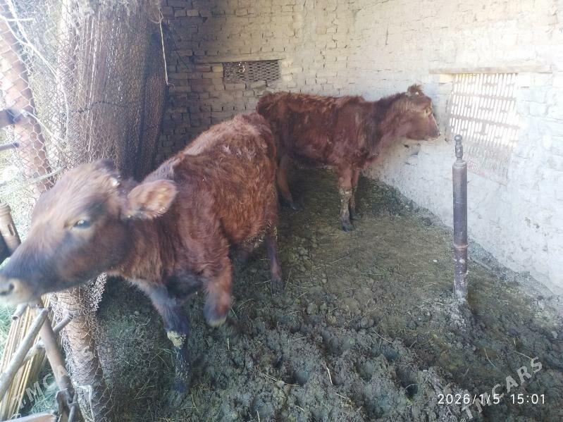 gulajyn - Сакарчага - img 1