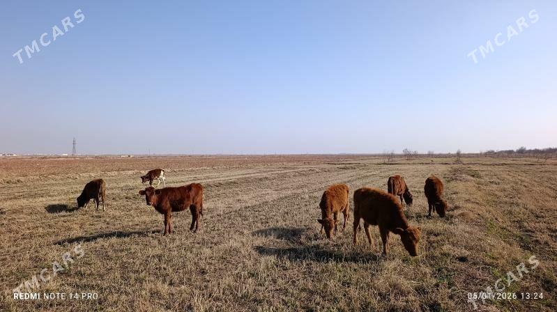 Gulajyn Göleler - Wekilbazar - img 1
