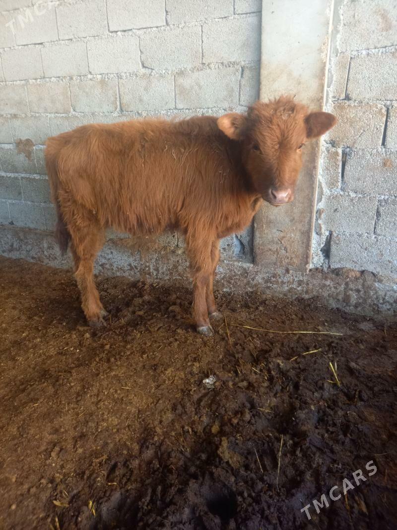 okuz - Gökdepe - img 1