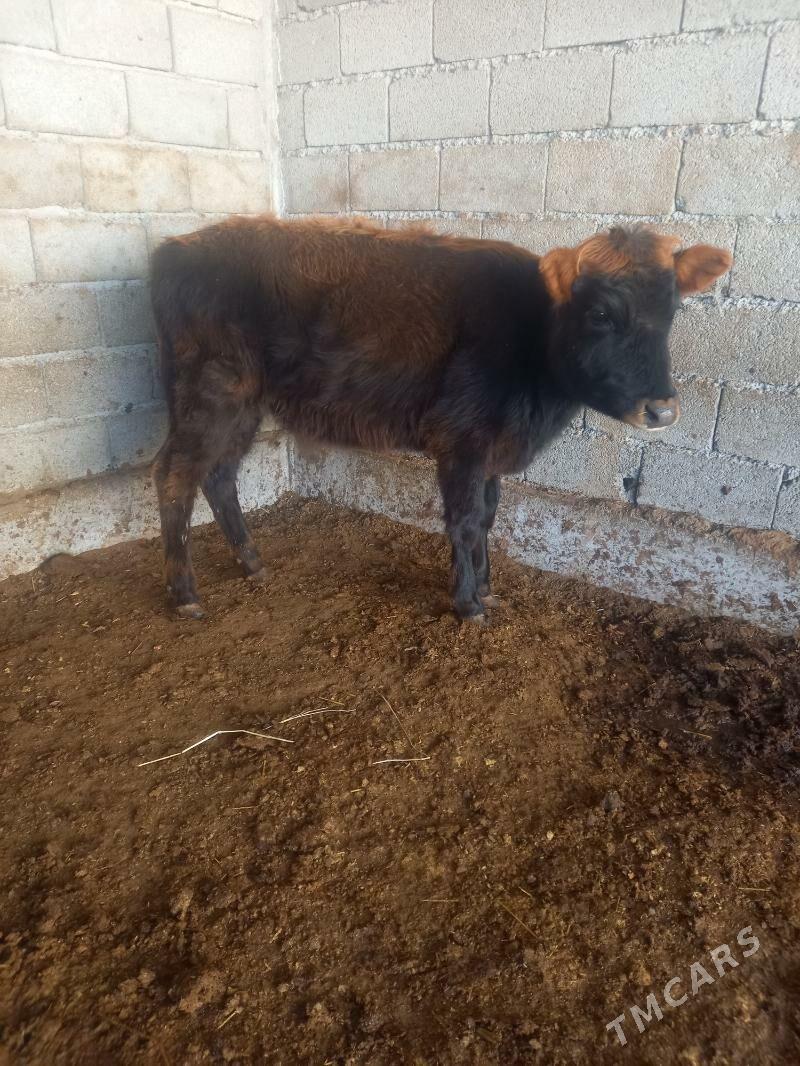 tuwe - Gökdepe - img 1