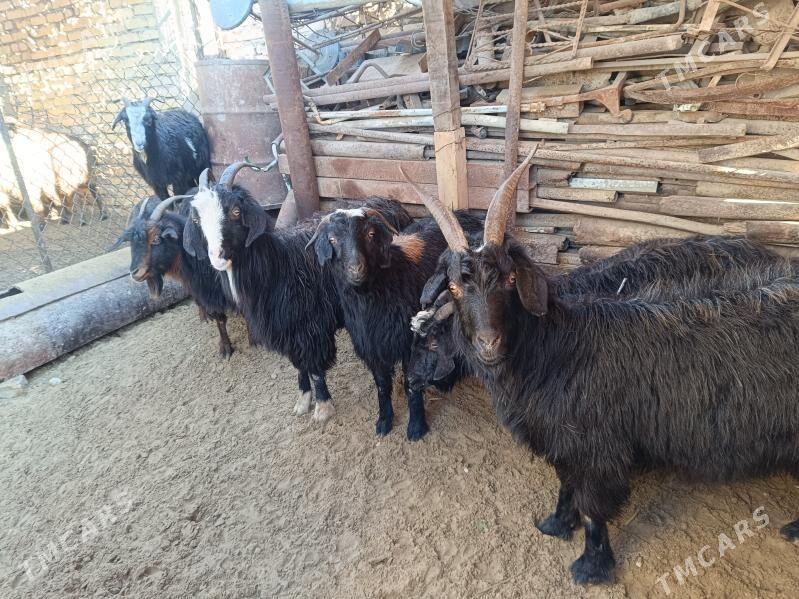 Geciler - Jebel - img 1