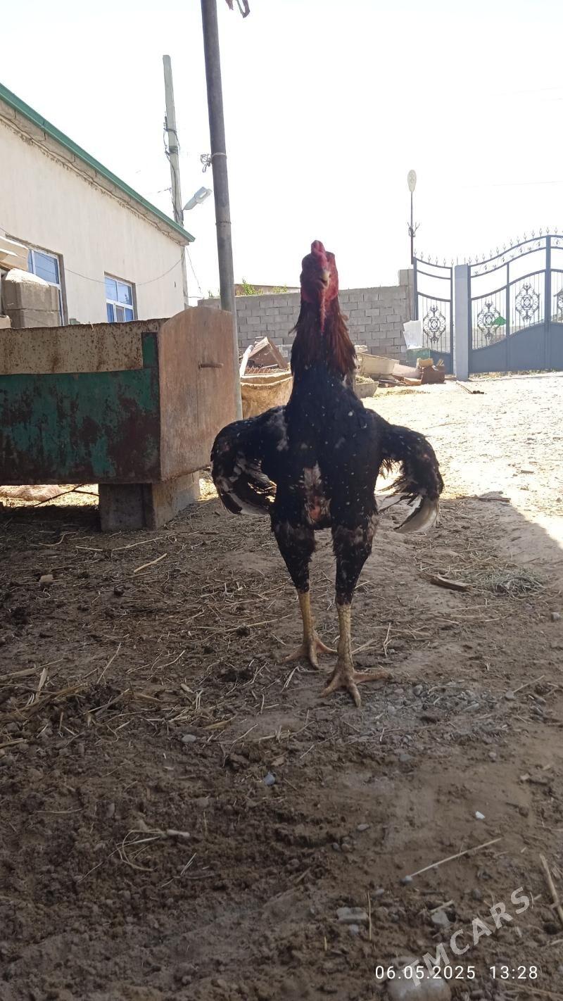 taskent - Бузмеин - img 1