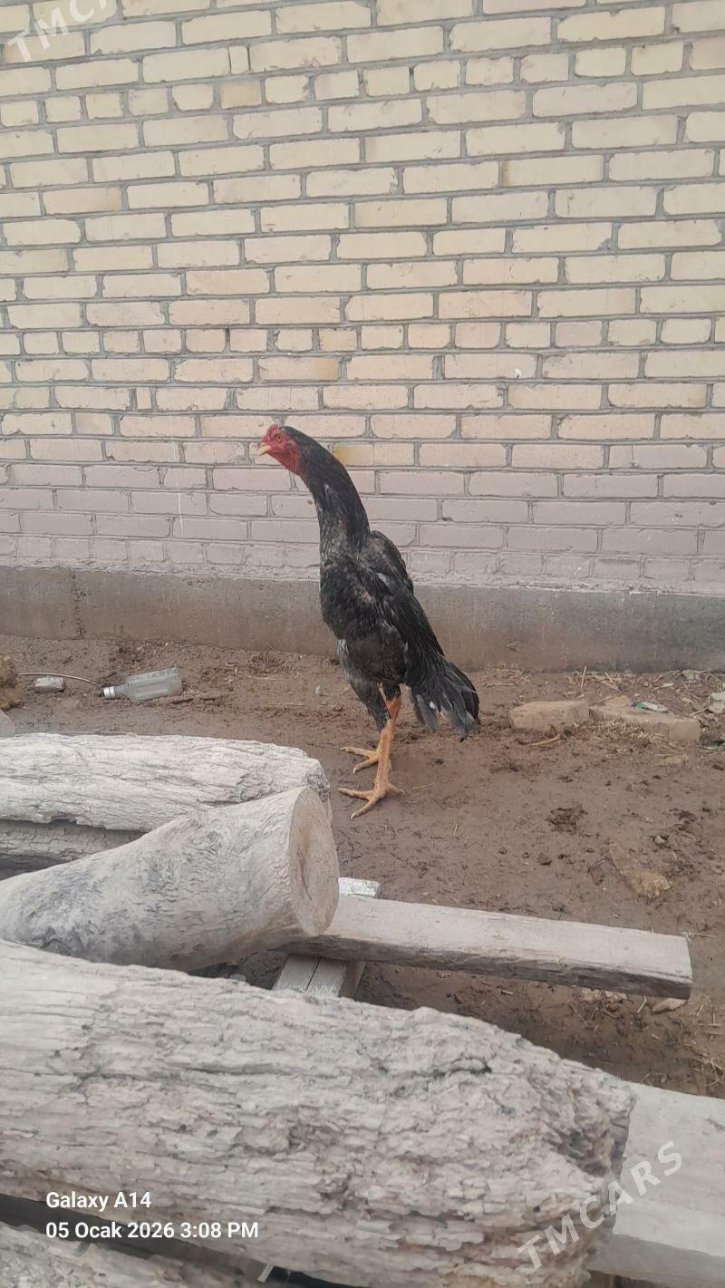 horaz. - Çärjew - img 1