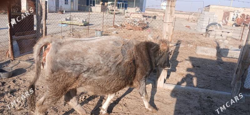 Bogaz sygyr - Яшлык - img 1