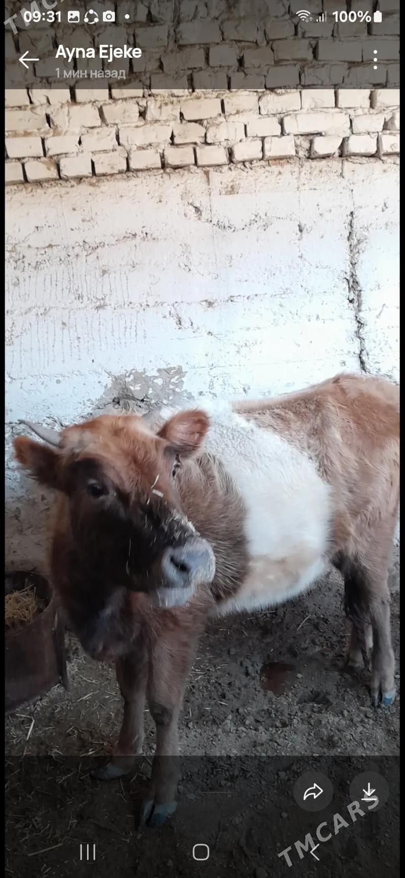 gacar - Берекет - img 1