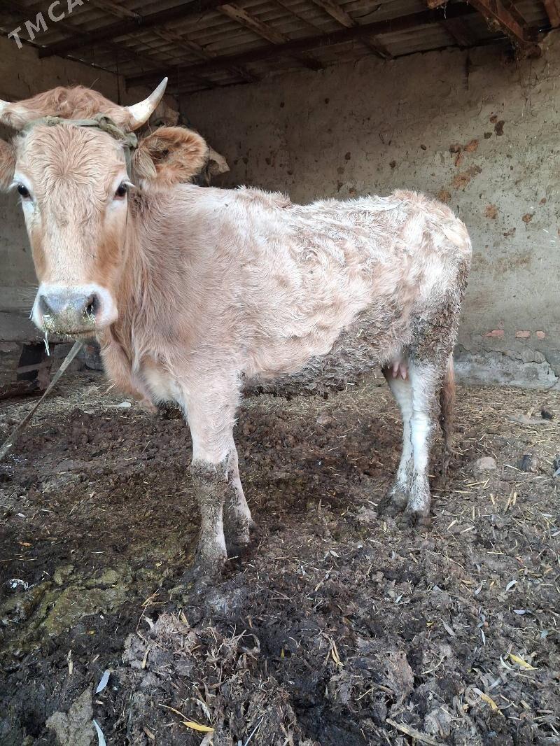 sygyr süÿtli - Bäherden - img 1