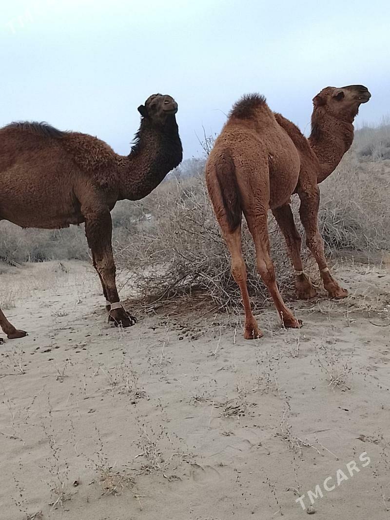 torm - Кёнеургенч - img 1