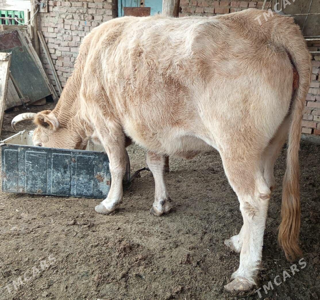 Gysyr sygyr - Bereket - img 1