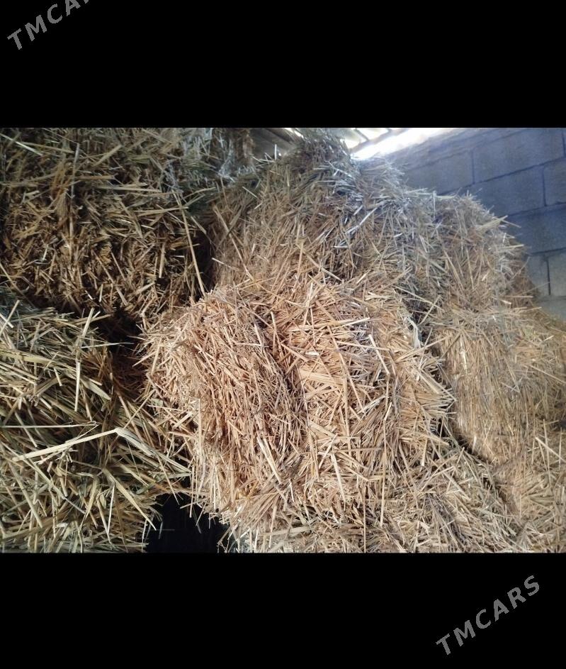 saman bede - Gökdepe - img 1