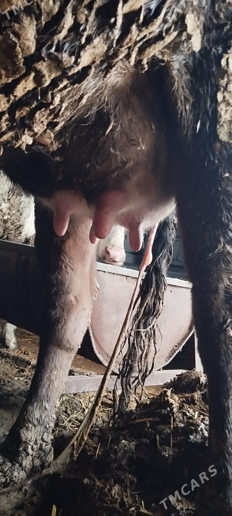 goleli sygyr - Aşgabat - img 1