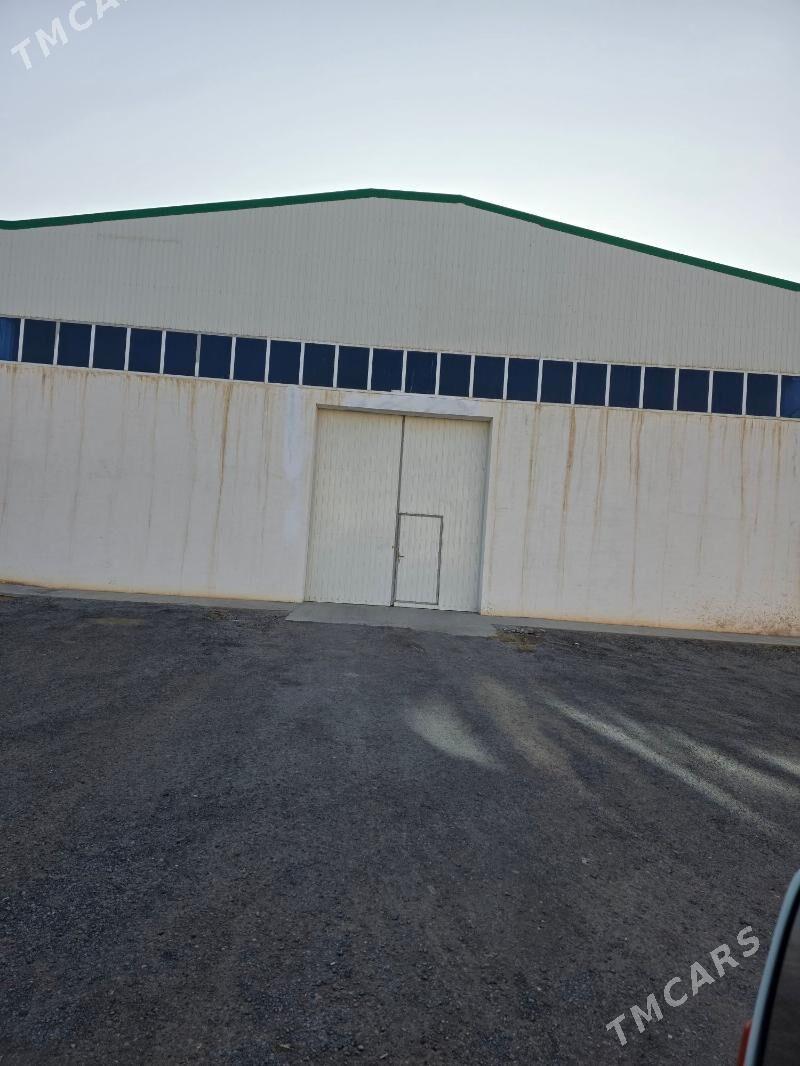 Ammarlar merkezi - Ak bugdaý etraby - img 1